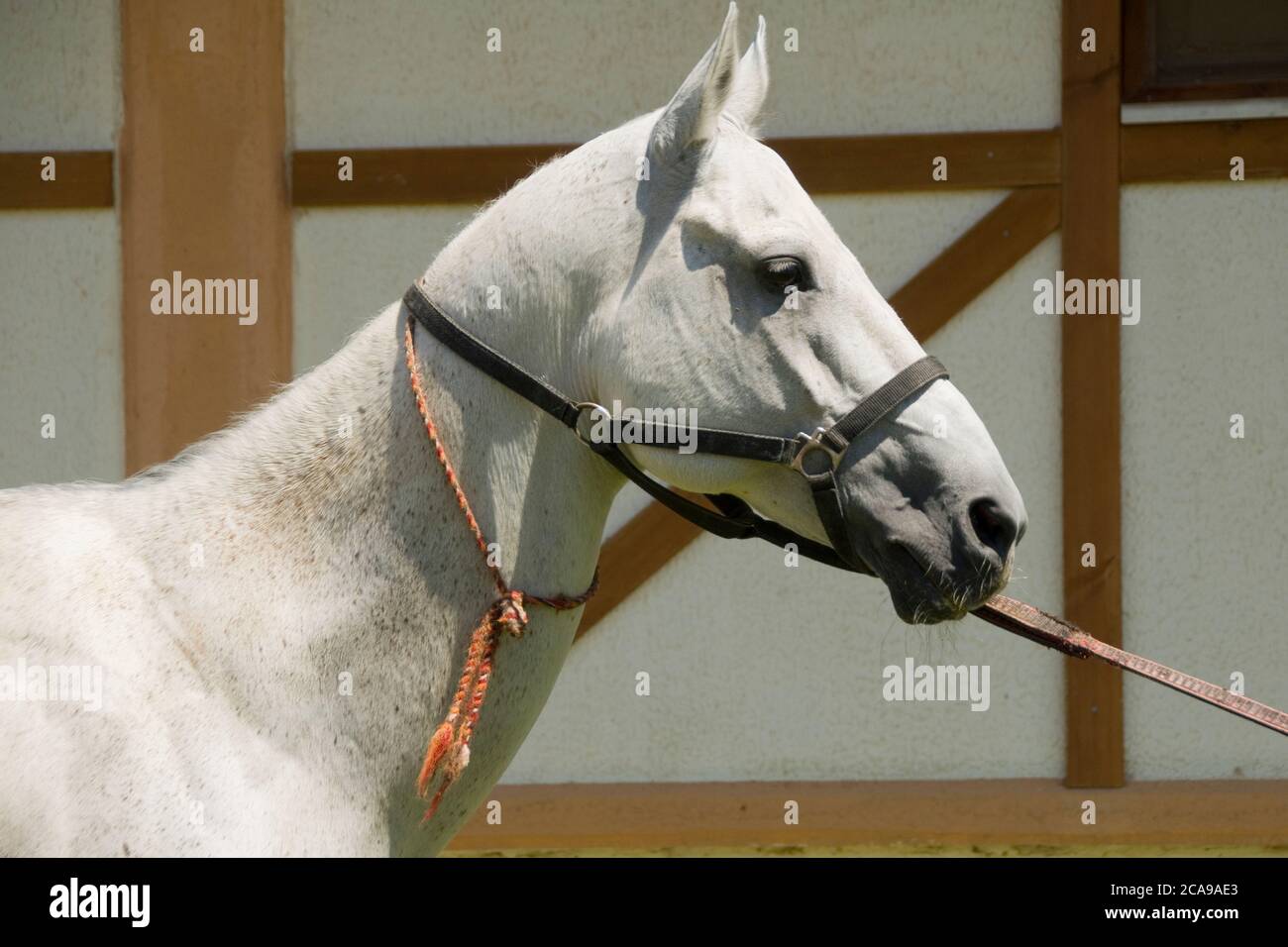 Akhal-Teke horses in a stud farm, Ashgabat, Turkmenistan Stock Photo