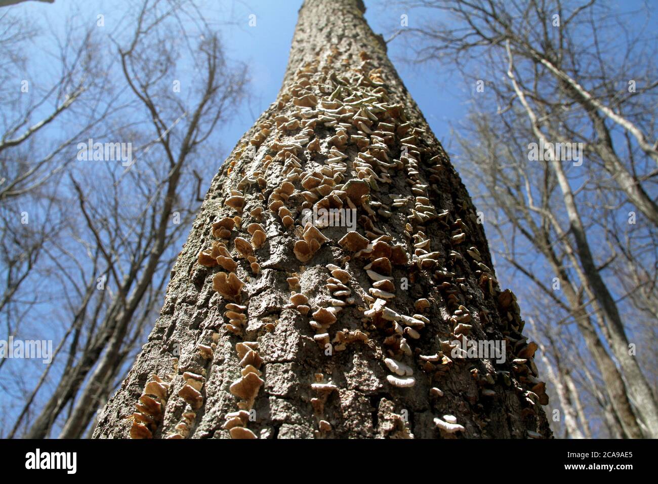 Fungi on a tree Stock Photo