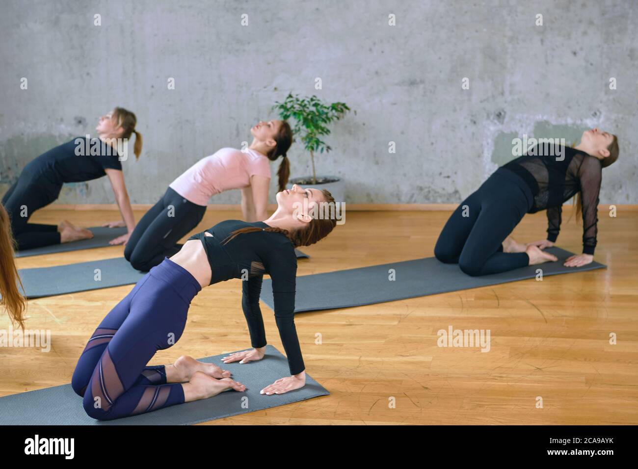 Side view of group of young fitnesswomen in sportswear practicing yoga pose, standing on knees and touching floor behind, working in studio, loft interior. Concept of healthy lifestyle, yoga. Stock Photo