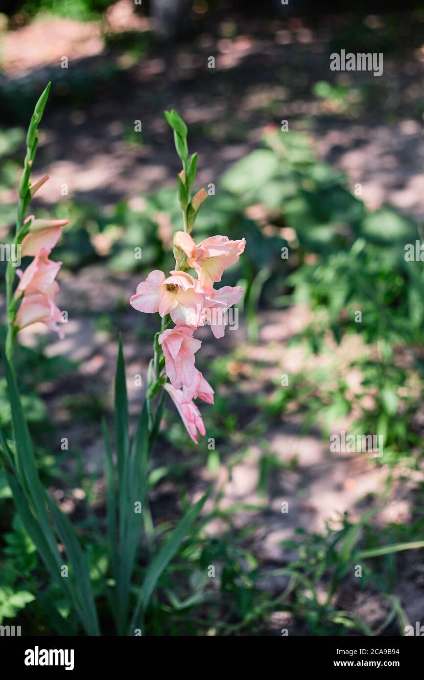 Gladiolus flower in the sun close-up Stock Photo