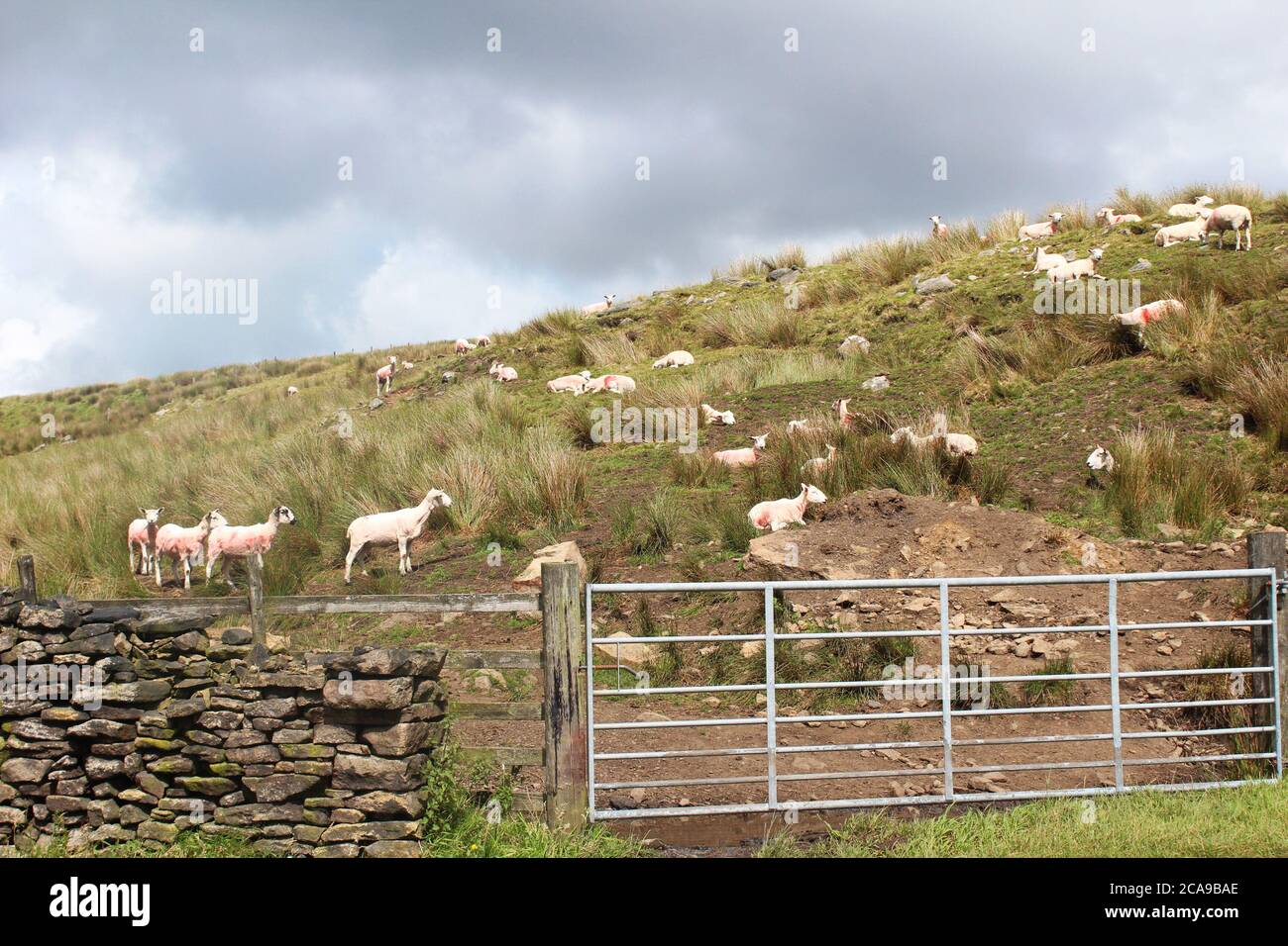 Red marked shaved sheep on an overgrown hilly field with dark clouds above in Anglezarke, Chorley, England Stock Photo
