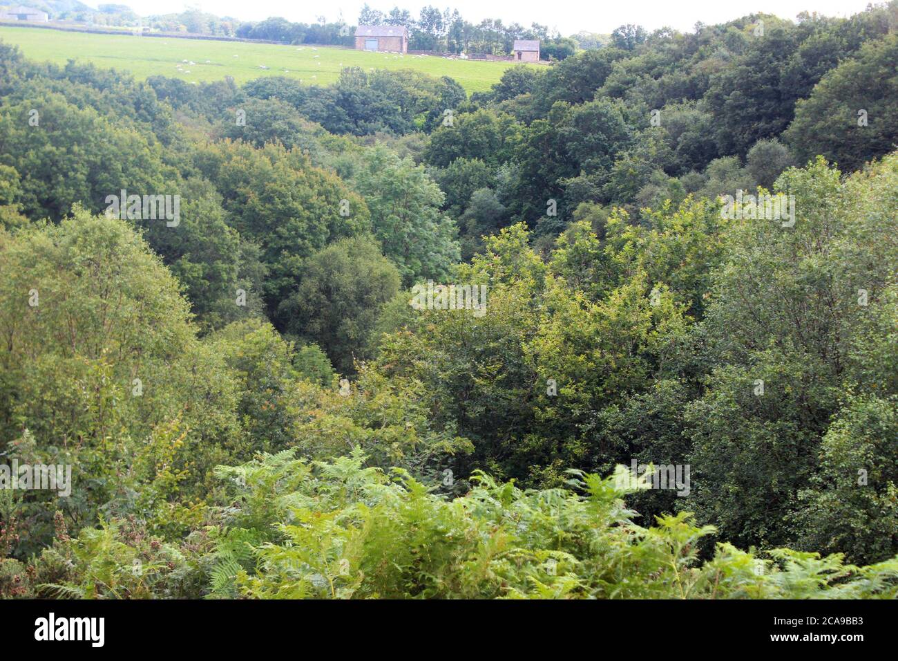 Thick forest trees seen from the emergent layer (above) at Anglezarke, Chorley, England Stock Photo