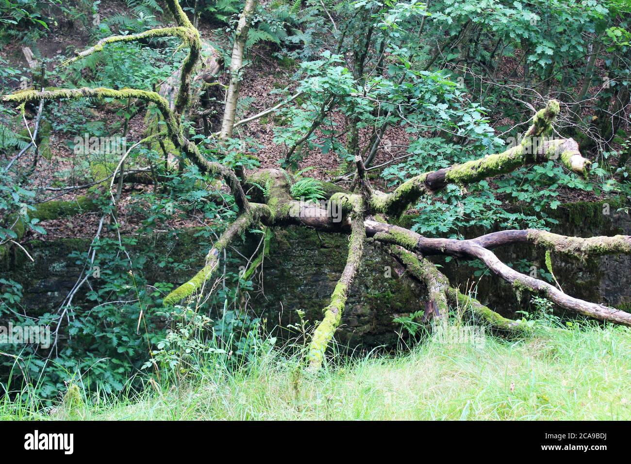 Mossy fallen tree over Limestone brook river in an overgrown area at Anglezarke, Chorley, England Stock Photo