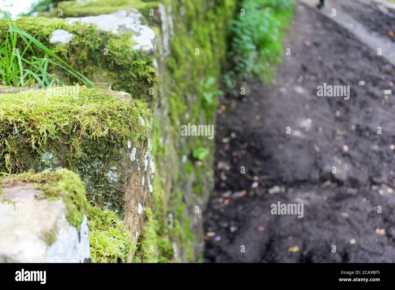 Moss (division Bryophyta) and grass growing on an old stone wall next to a muddy path at Anglezarke, Chorley, England Stock Photo