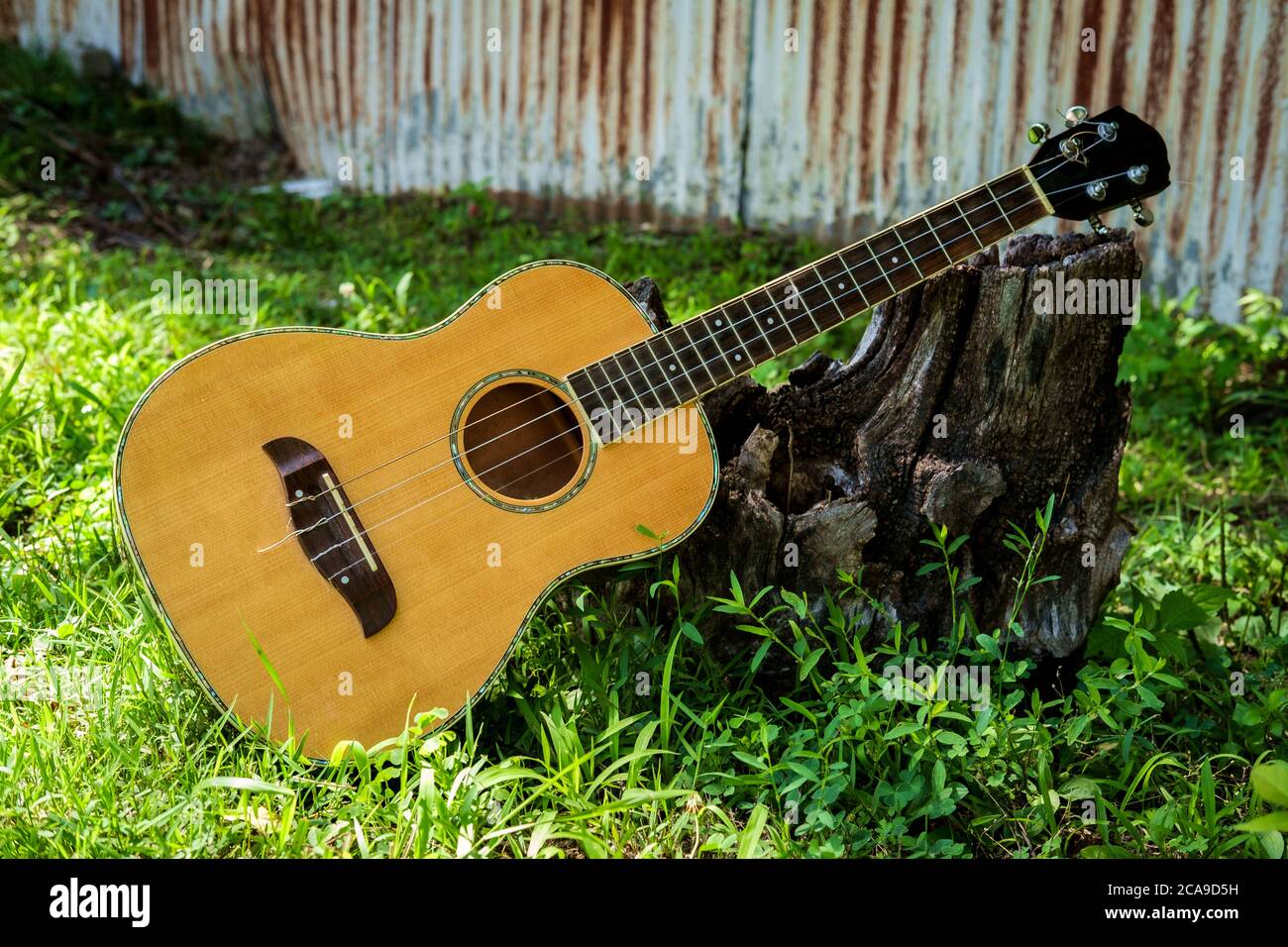 Acoustic baritone ukulele guitar leaning against stump in yard Stock