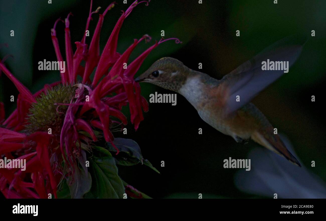 Hummingbird Stock Photo