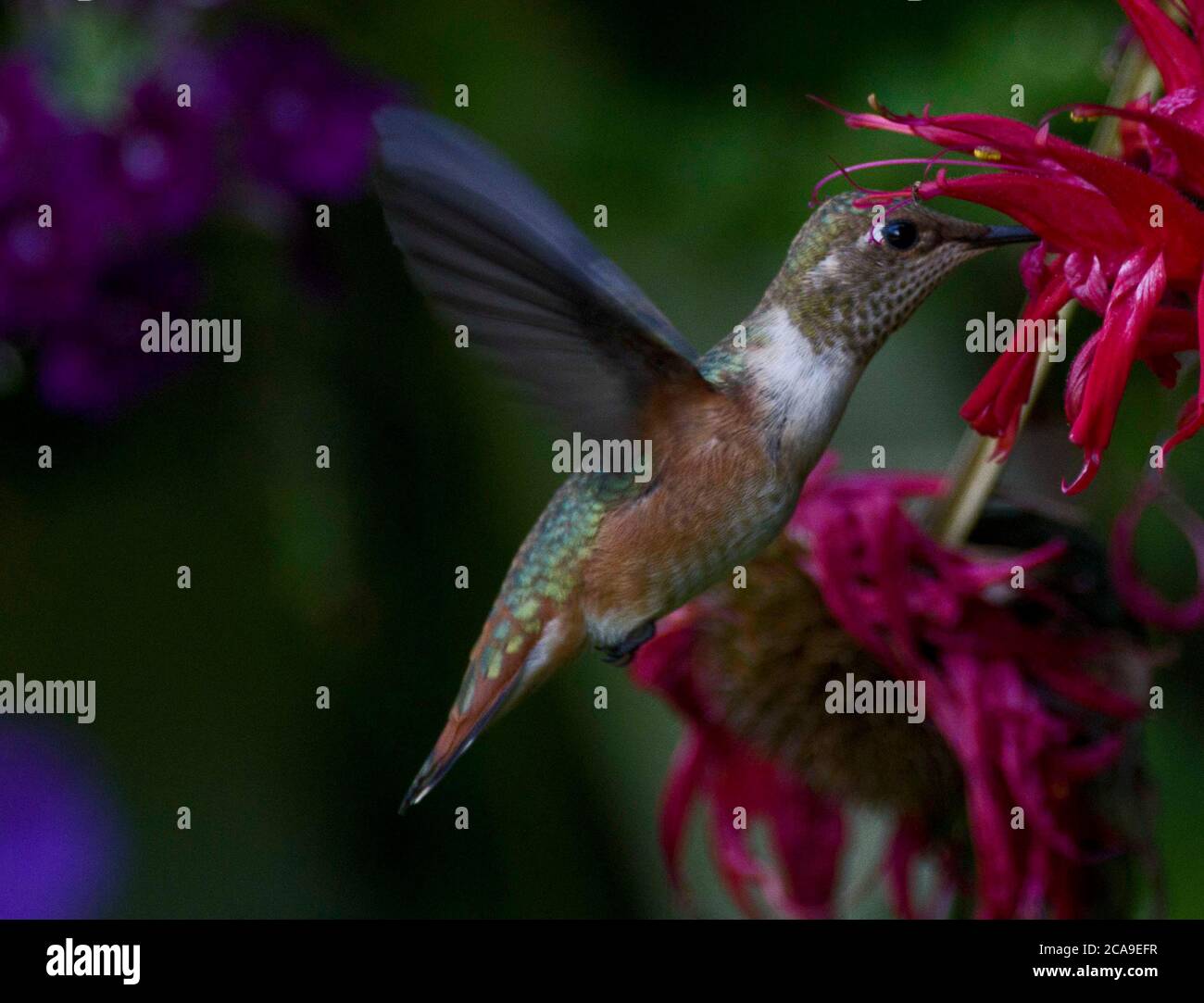 Hummingbird Stock Photo