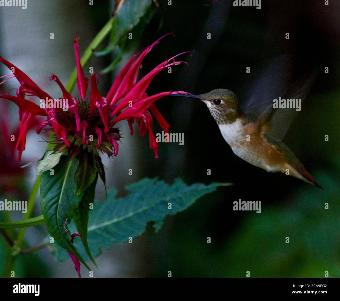 Hummingbird Stock Photo