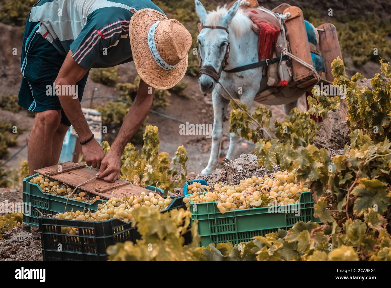 August 5, 2020: 5 August 2020 (Almachar, Malaga) The harvest begins in the area of Axarquia, with the hand-picked grapes in the vineyards of the mountains of the village of Almachar, which together with the village of Moclinejo and El Borge starts the grape harvest campaign of the 2020 harvest, for the production of wine and raisins. Credit: Lorenzo Carnero/ZUMA Wire/Alamy Live News Stock Photo