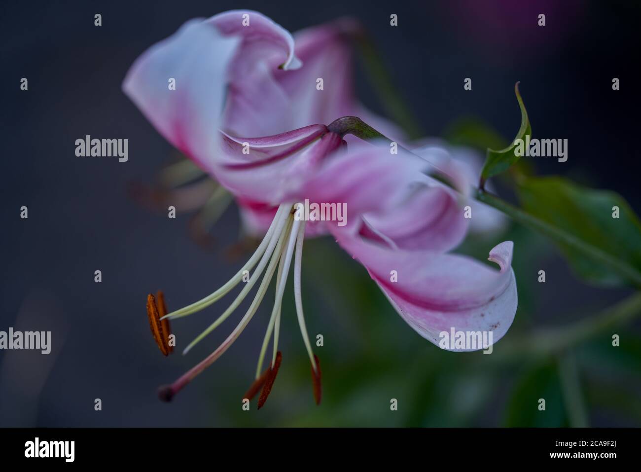 Lily Anastasia flower close up Stock Photo Alamy