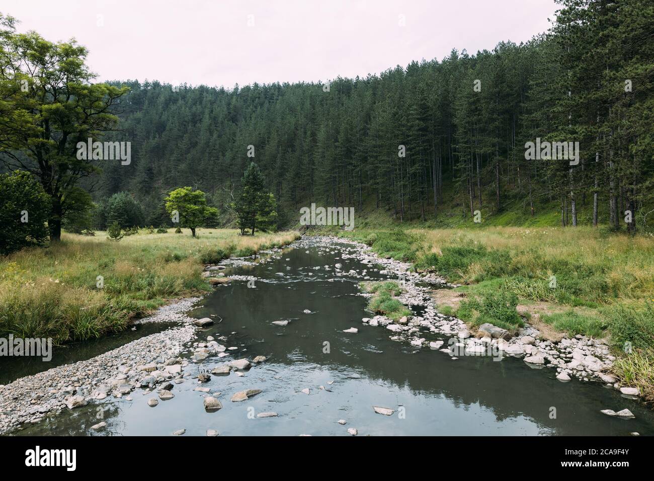 Stream in a pine forest hi-res stock photography and images - Alamy