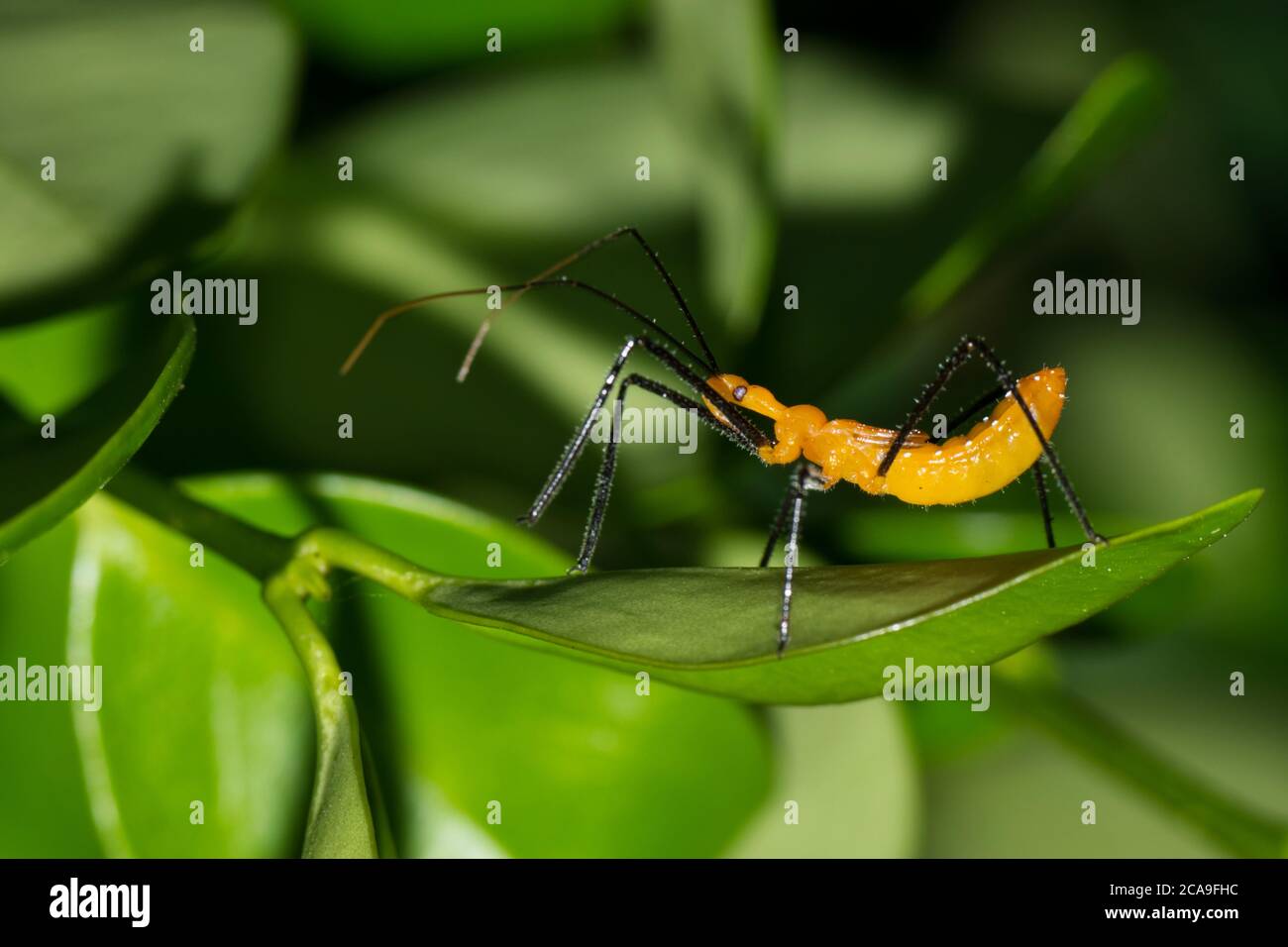 Assassin Bug Macro High Resolution Stock Photography And Images Alamy