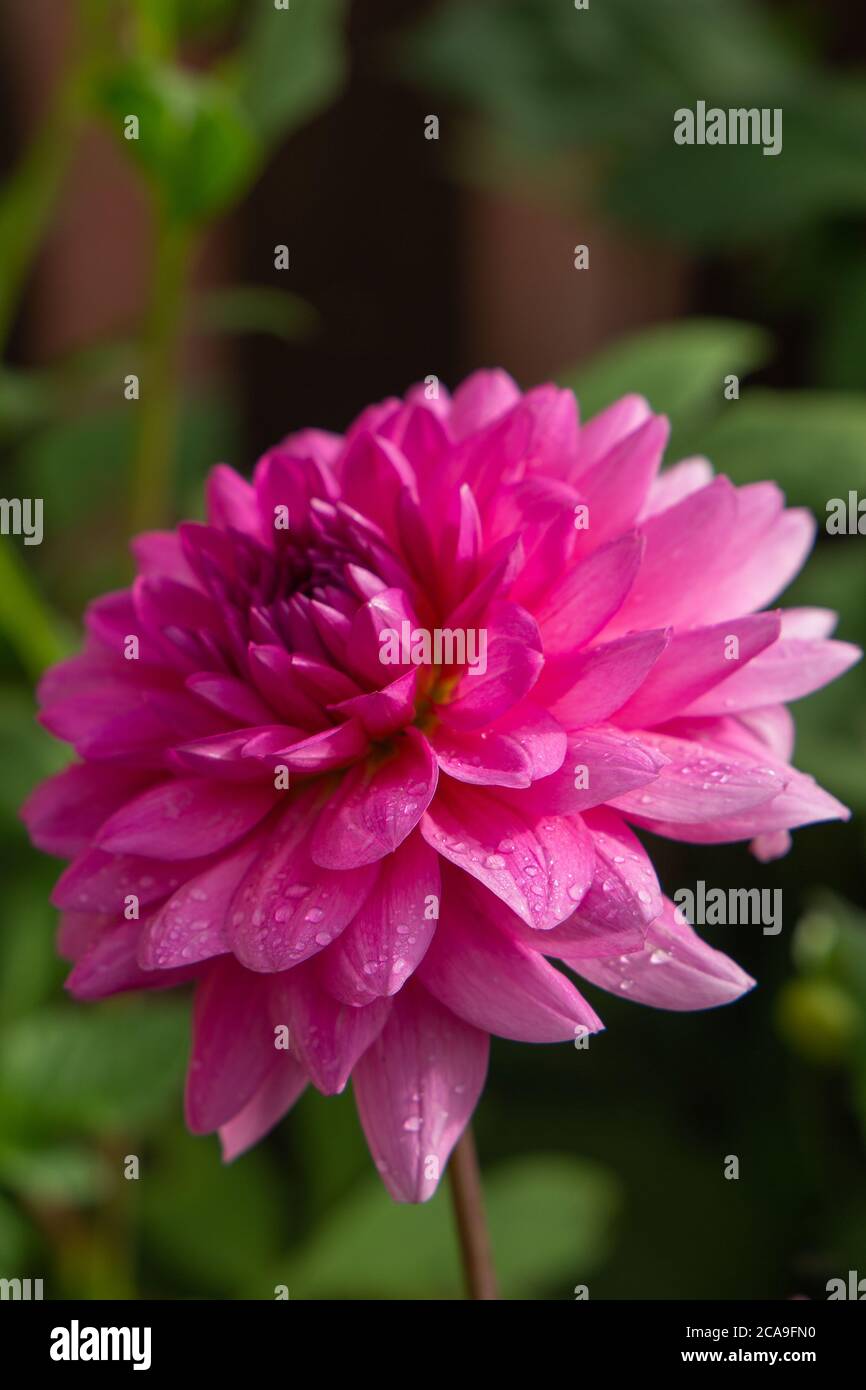 Dahlia Jenna starting to open after the rain showing off its bright pink petals Stock Photo