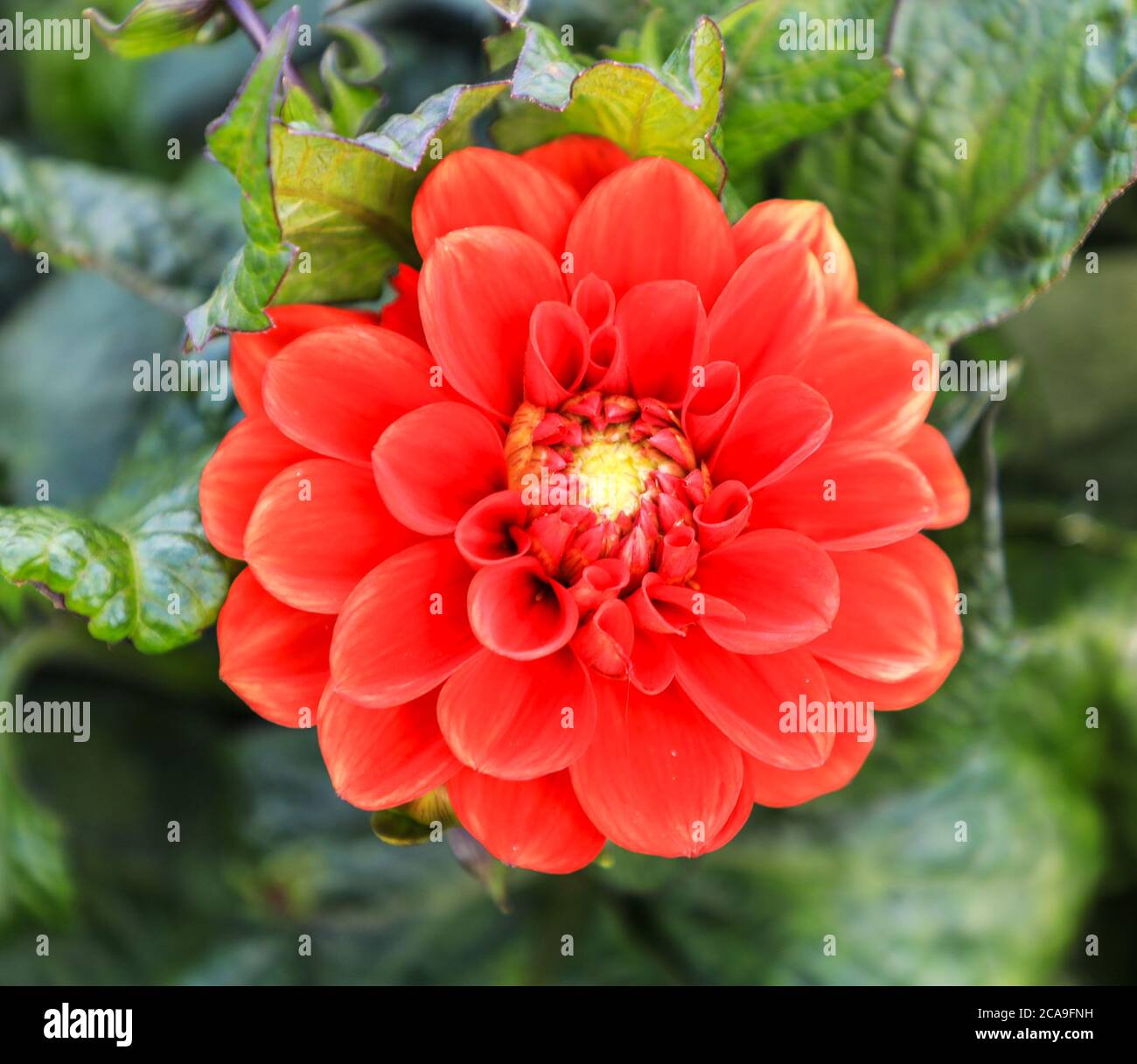 Close up shot of a red flower head of a Dahlia 'Park Feuer' at the National Dahlia Collection, Penzance, Cornwall, England Stock Photo