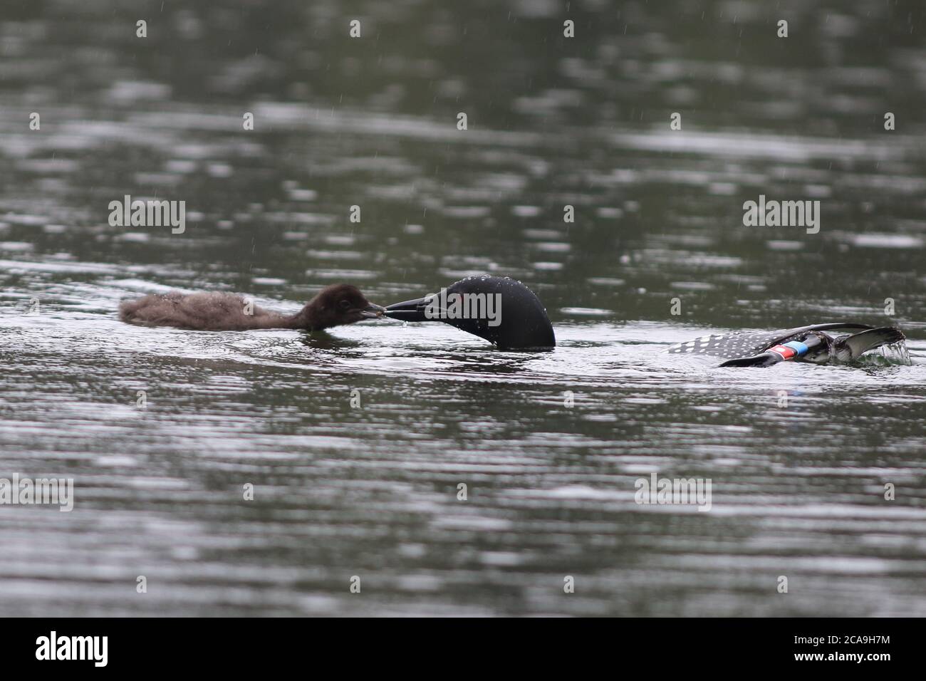 A Common Loon dives for food to feed her chick in a Northern Lake Stock Photo