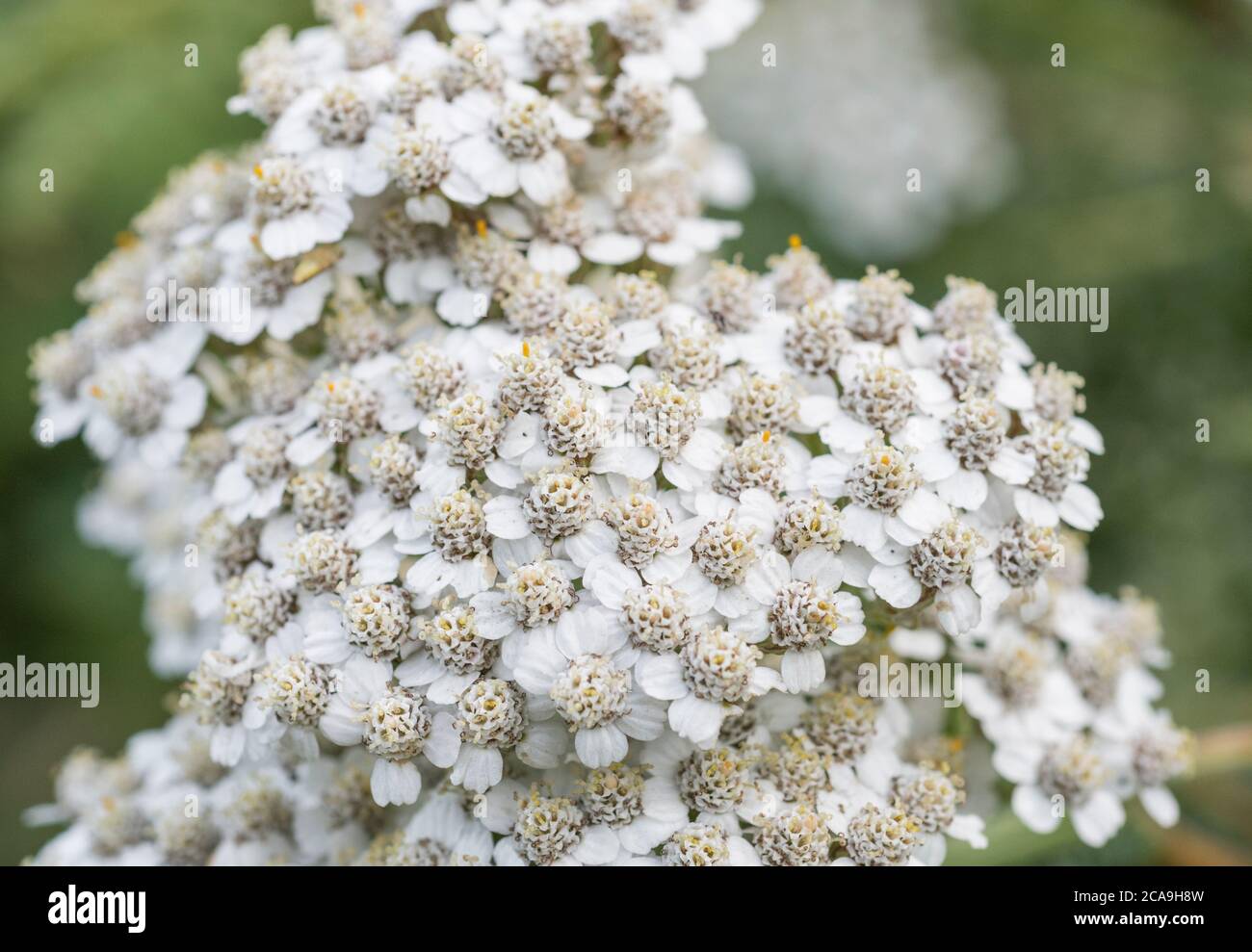 Yarrow / Achillea millefolium top with fully developed flowers (July). Also called Milfoil, the plant was used as a medicinal plant in herbal remedies Stock Photo