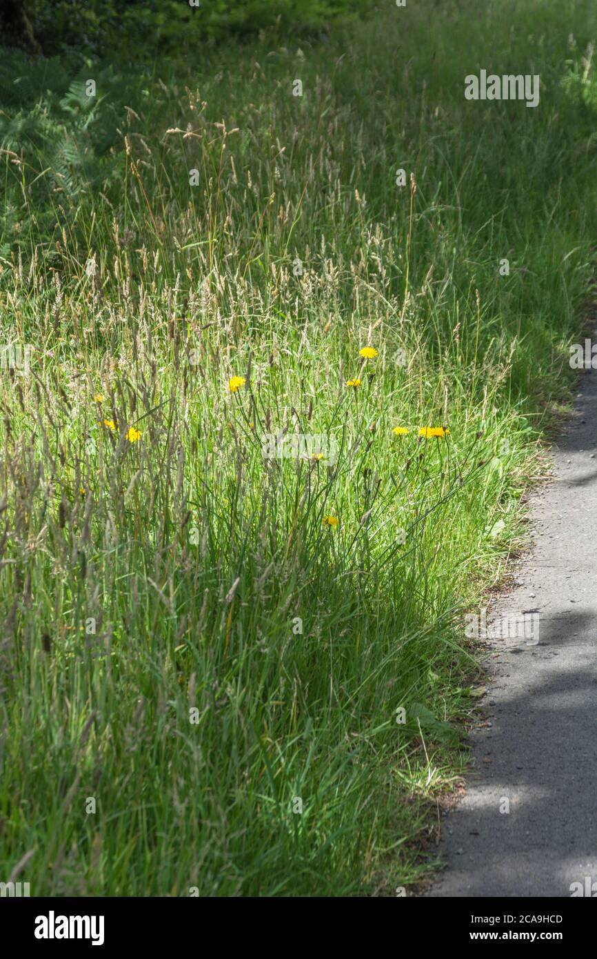 Somewhat overgrown rural roadside country lane with tall grasses and yellow flowers of something like Hieracium. Hiding in the weeds metaphor. Stock Photo