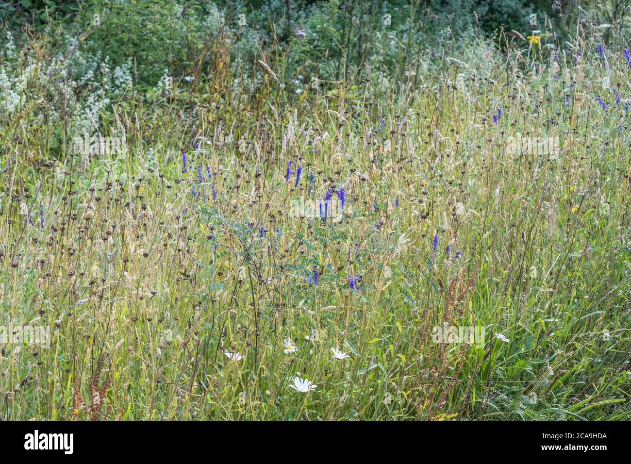 Wide variety of colourful UK roadside weeds in summer sunshine. For overtaken or overgrown by weeds, weeds out of control, Stock Photo