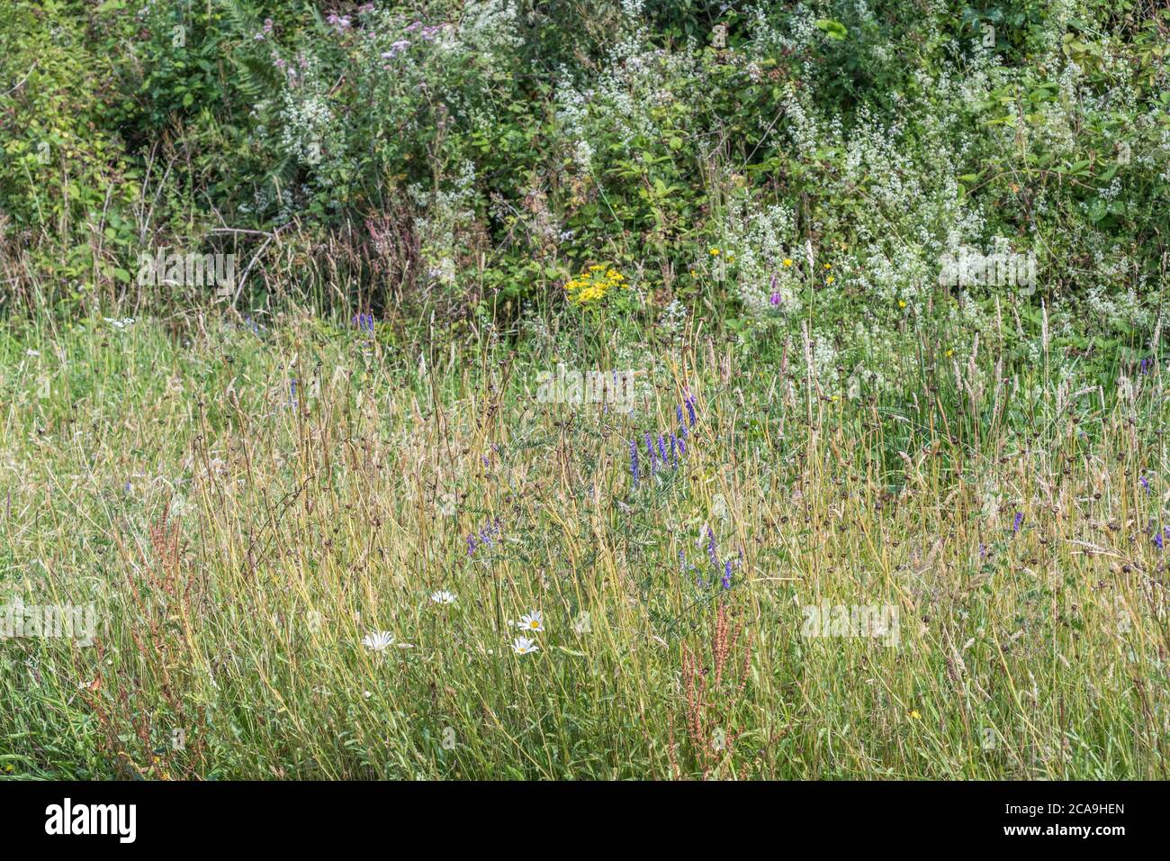 Wide variety of colourful UK roadside weeds in summer sunshine. For overtaken or overgrown by weeds, weeds out of control, Stock Photo