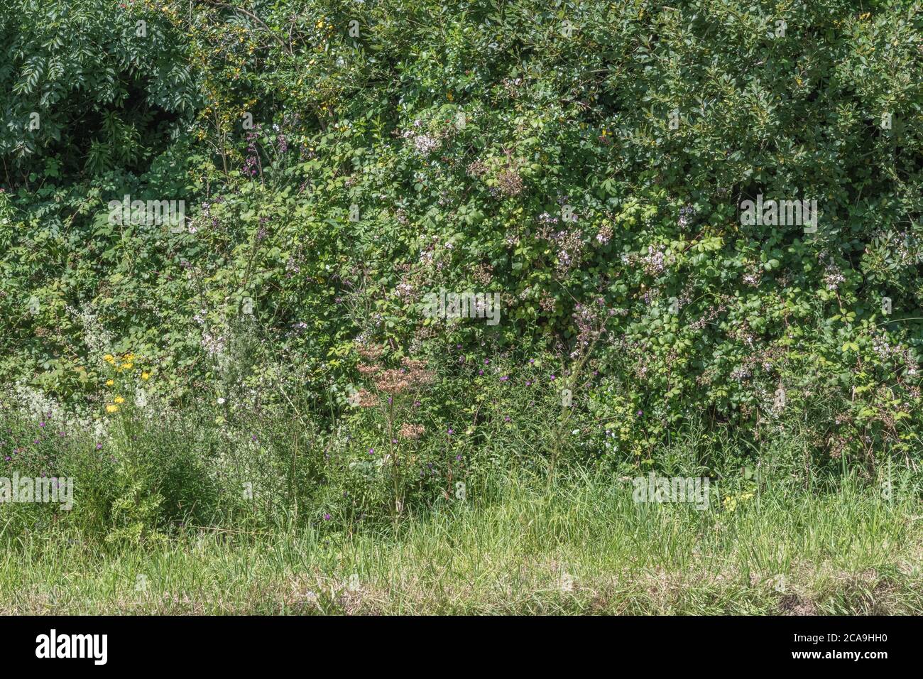 Brambles and a variety of colourful UK roadside weeds in summer sunshine. Stock Photo