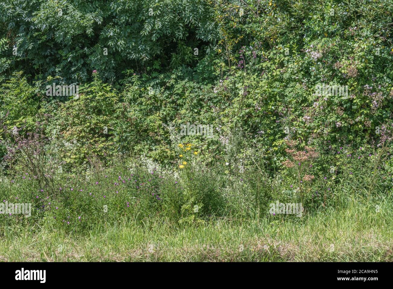 Brambles and a variety of colourful UK roadside weeds in summer sunshine. Stock Photo