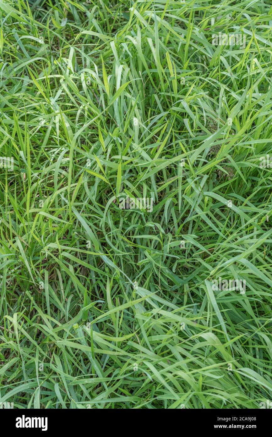 Luscious thick green grass alongside a sleepy country road. Green long grass, long grass texture. Metaphor kicked into the long grass. Stock Photo