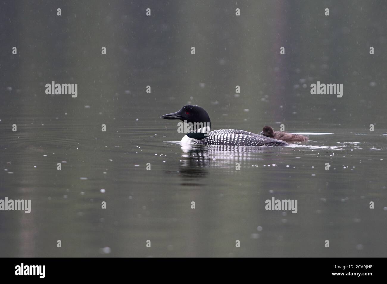A Common Loon swims in the Lake with a chick by her side Stock Photo