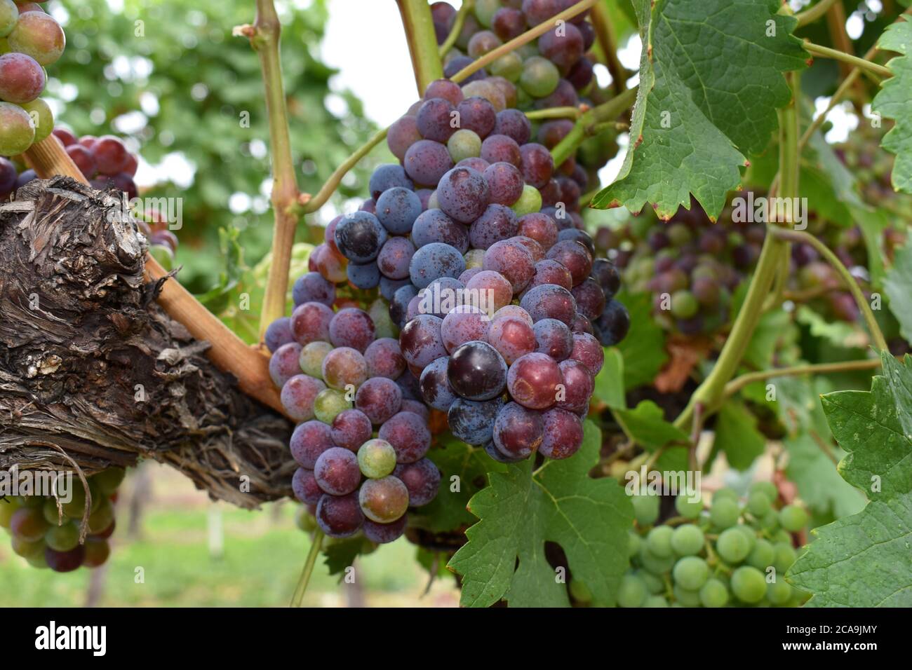 Grapes at the Quails' Gate Winery in Kelowna, British Columbia, Canada Stock Photo