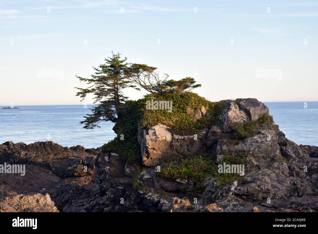 A lonely tree along the wild pacific trail, Ucluelet, British Columbia, Canada Stock Photo