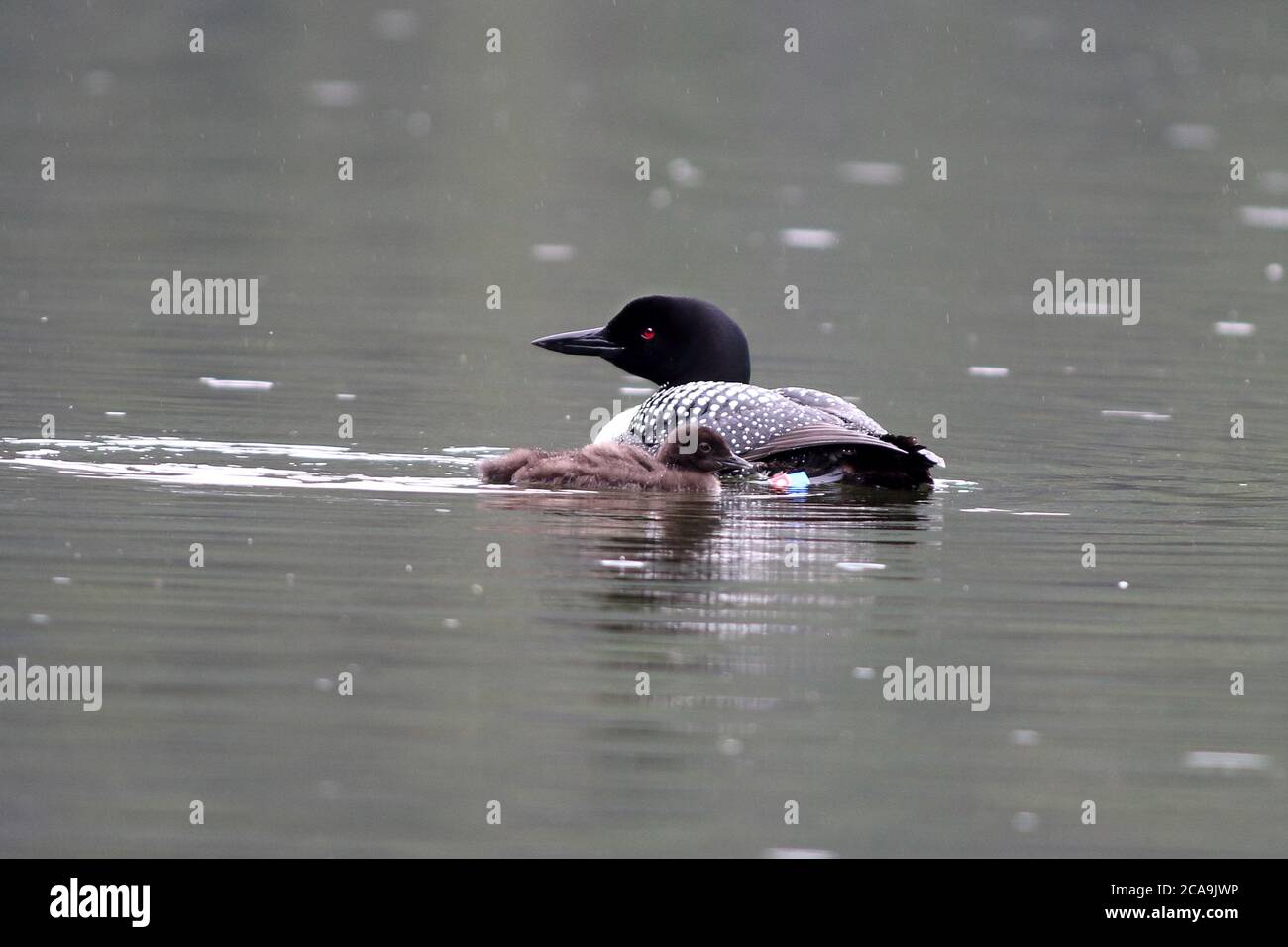 A Common Loon floats on the lake with a chick by her side Stock Photo