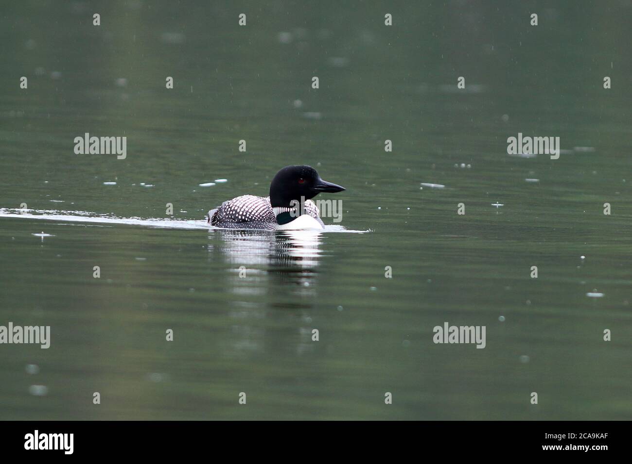 A Common Loon strikes a classical pose on her morning swim. Stock Photo