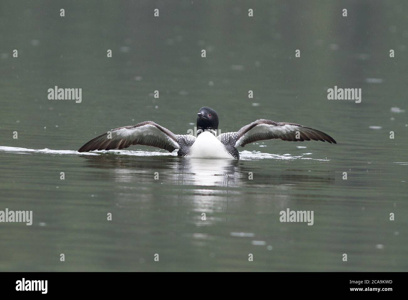 A Common Loon shows off her large wing span Stock Photo