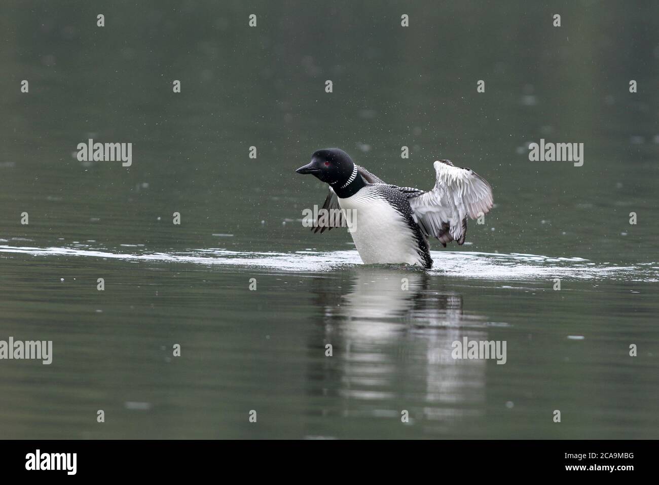 A Common Loon stands in the water to stretch her wings. Stock Photo