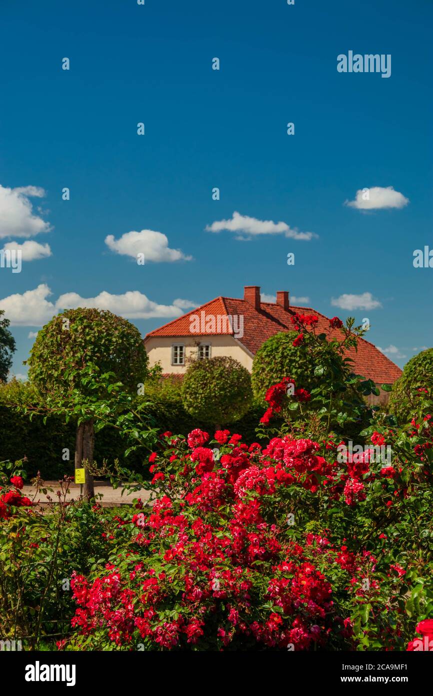 Blooming rose bush in Rundales Palace French baroque garden with Gardener's house on background. Stock Photo