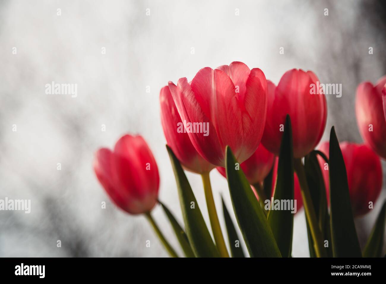 A bouquet of fresh pink tulips on a sky background. Bunch of flowers Stock Photo
