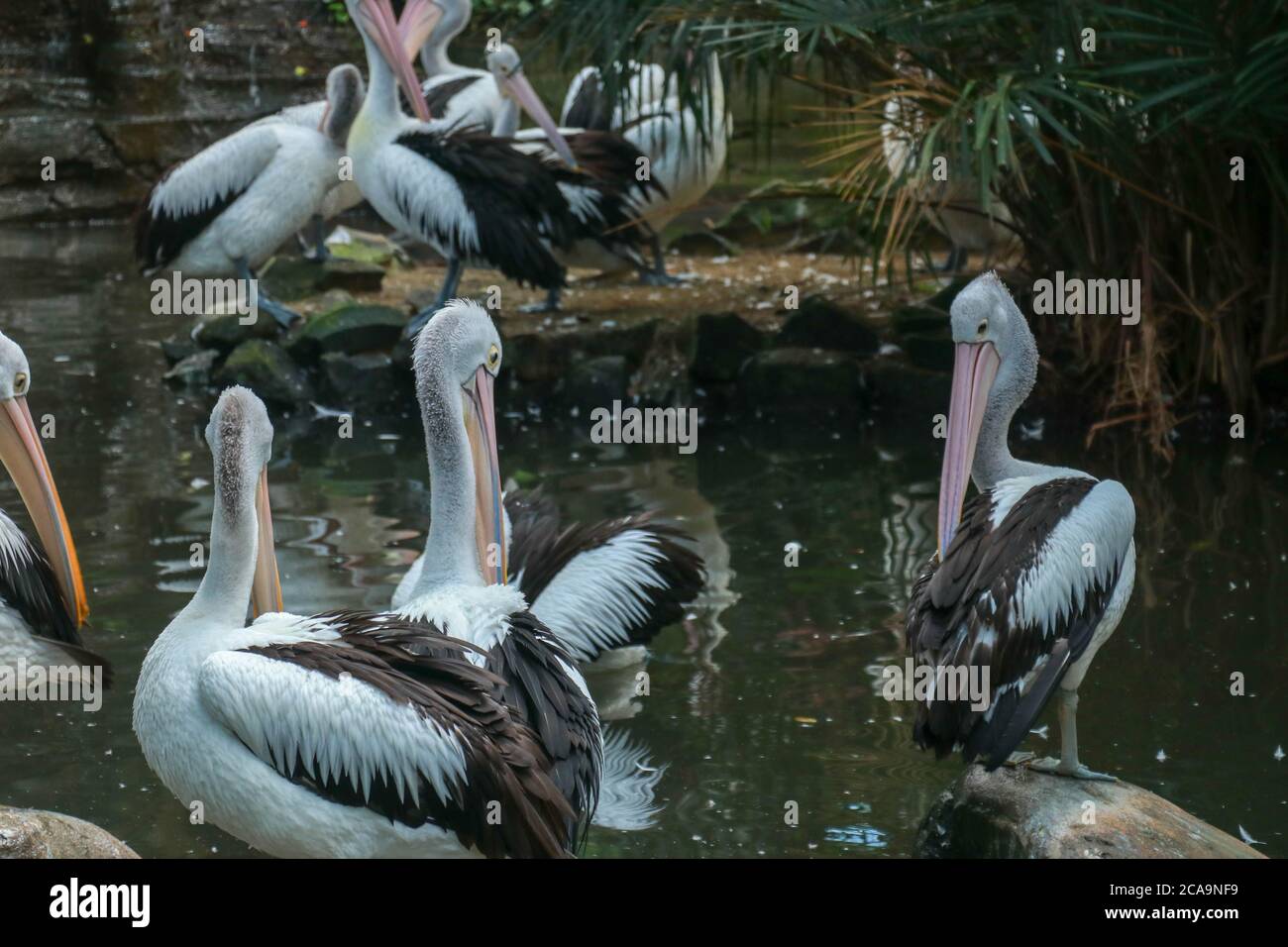Australian Pelican Pelecanus conspicillatus swimming. The Australian