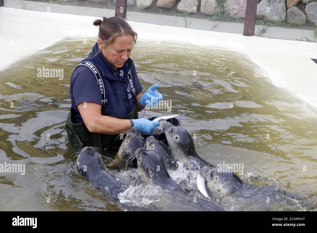 Friedrichskoog, Germany. 09th July, 2020. The manager of the seal station Frierchskoog, Tanja Rosenberger, feeds young seals in a tank with fish. The so-called howlers are permanently separated from their mothers. They would die without human help. The seal station Friedrichskoog is open for visitors again on 05.08.2020. After seven months of construction work, the new entrance building is completed. Credit: Wolfgang Runge/dpa/Alamy Live News Stock Photo