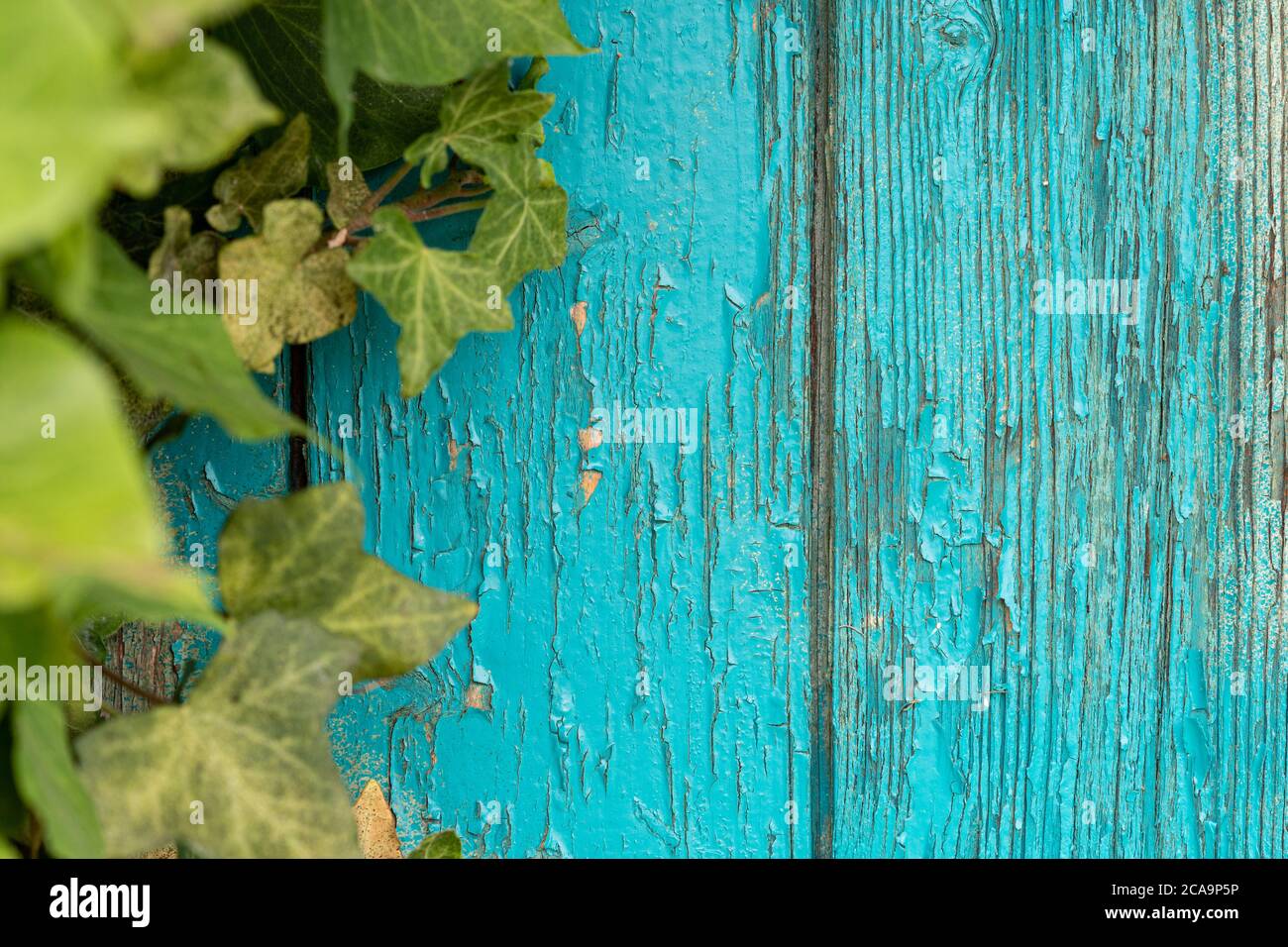 Surface of an empty turquoise wooden plank background with weathered rustic paint and a frame of green ivy leaves on the left side. Copy space. Stock Photo
