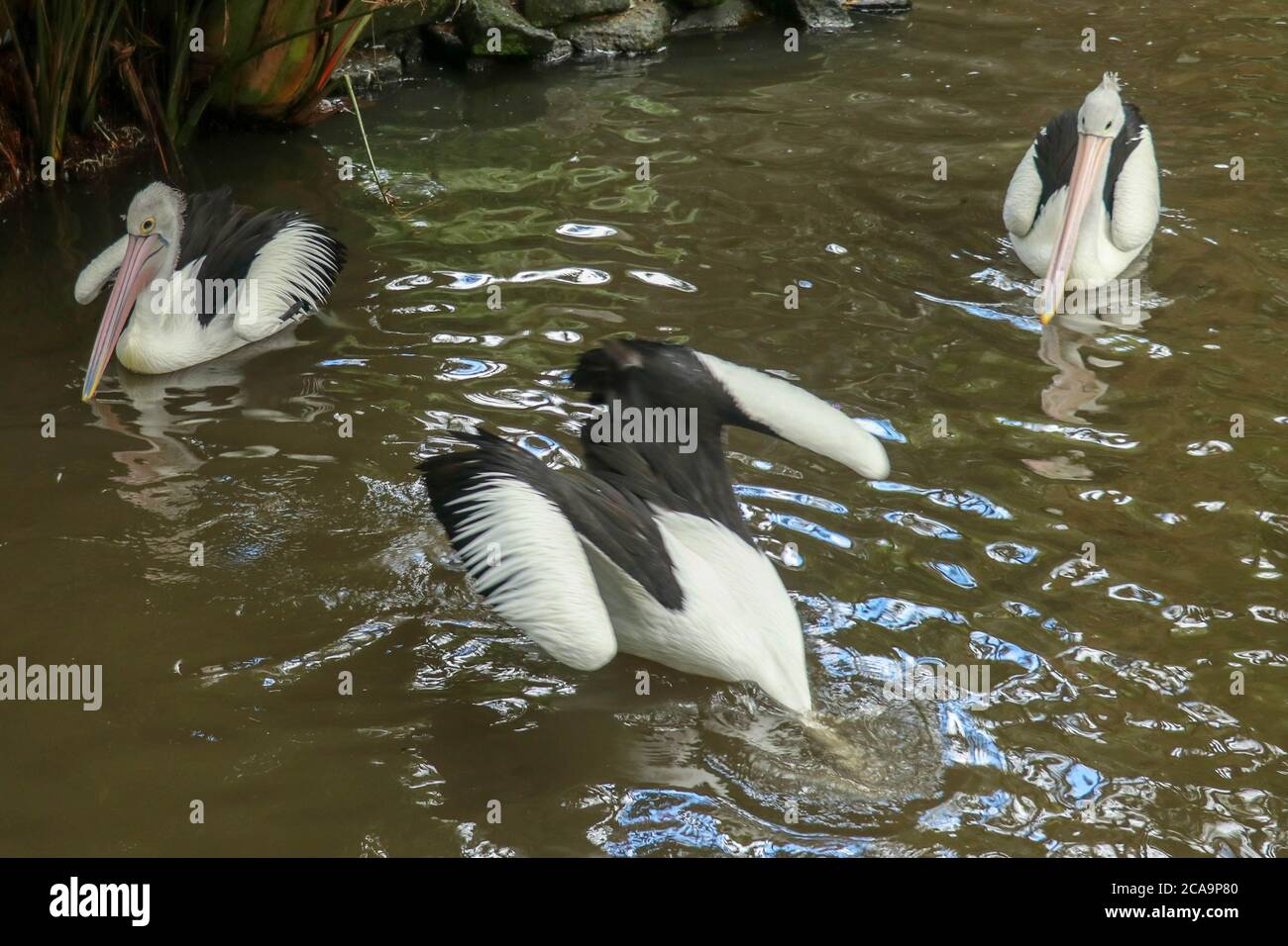 Australian Pelican Pelecanus conspicillatus swimming. The Australian