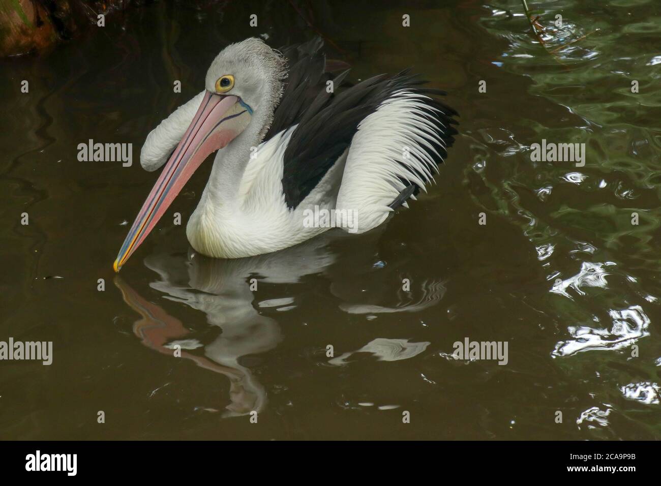 Australian Pelican Pelecanus conspicillatus swimming. The Australian