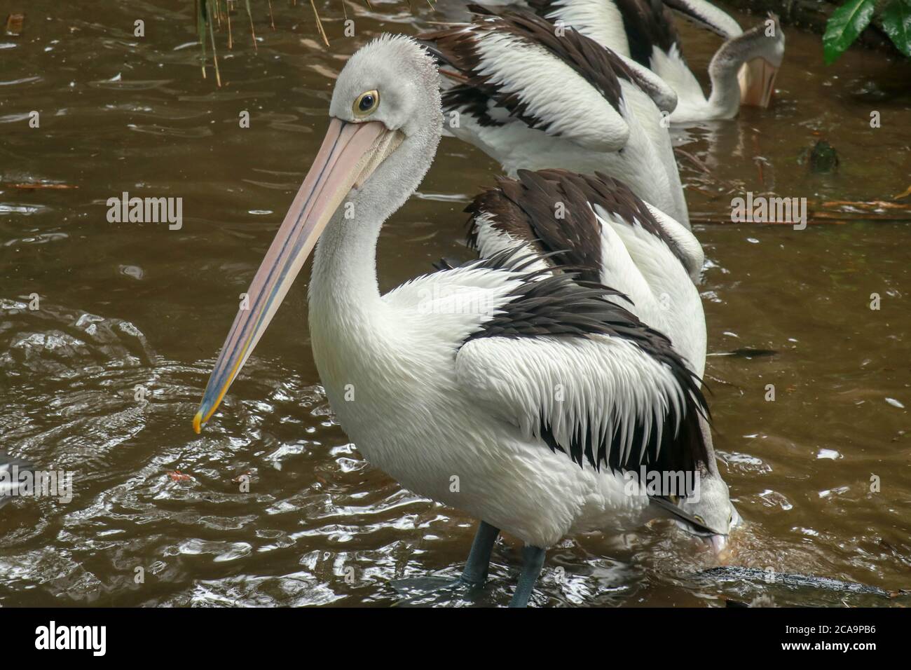 Australian Pelican Pelecanus conspicillatus swimming. The Australian