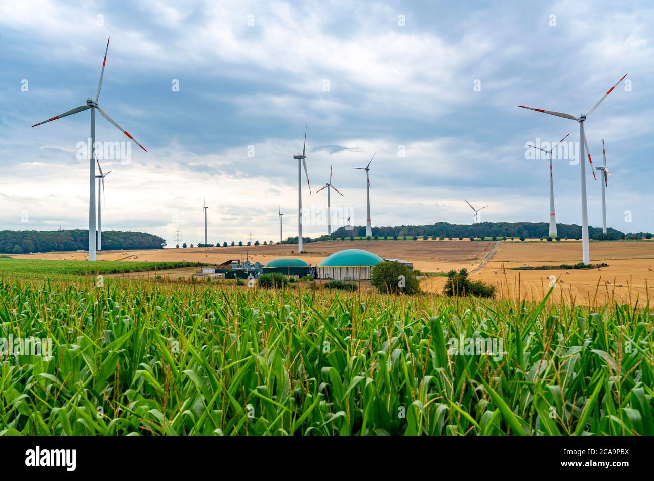 Maize field biogas plant hi-res stock photography and images - Alamy