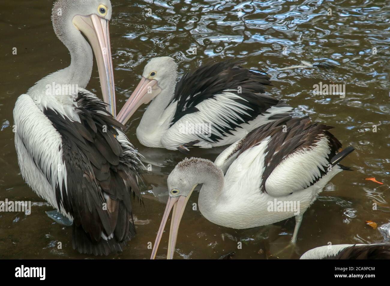 Australian Pelican Pelecanus conspicillatus swimming. The Australian