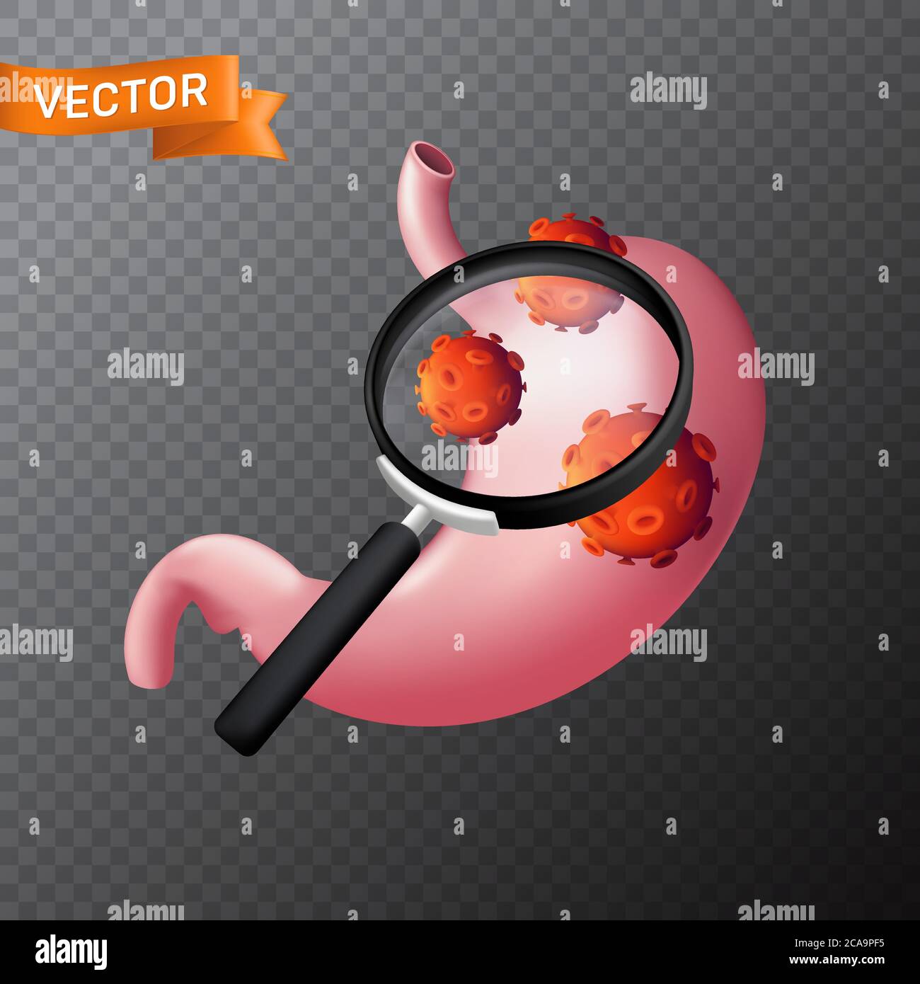 Human stomach under a magnifying glass with viral cells. Vector medical illustration of finding
