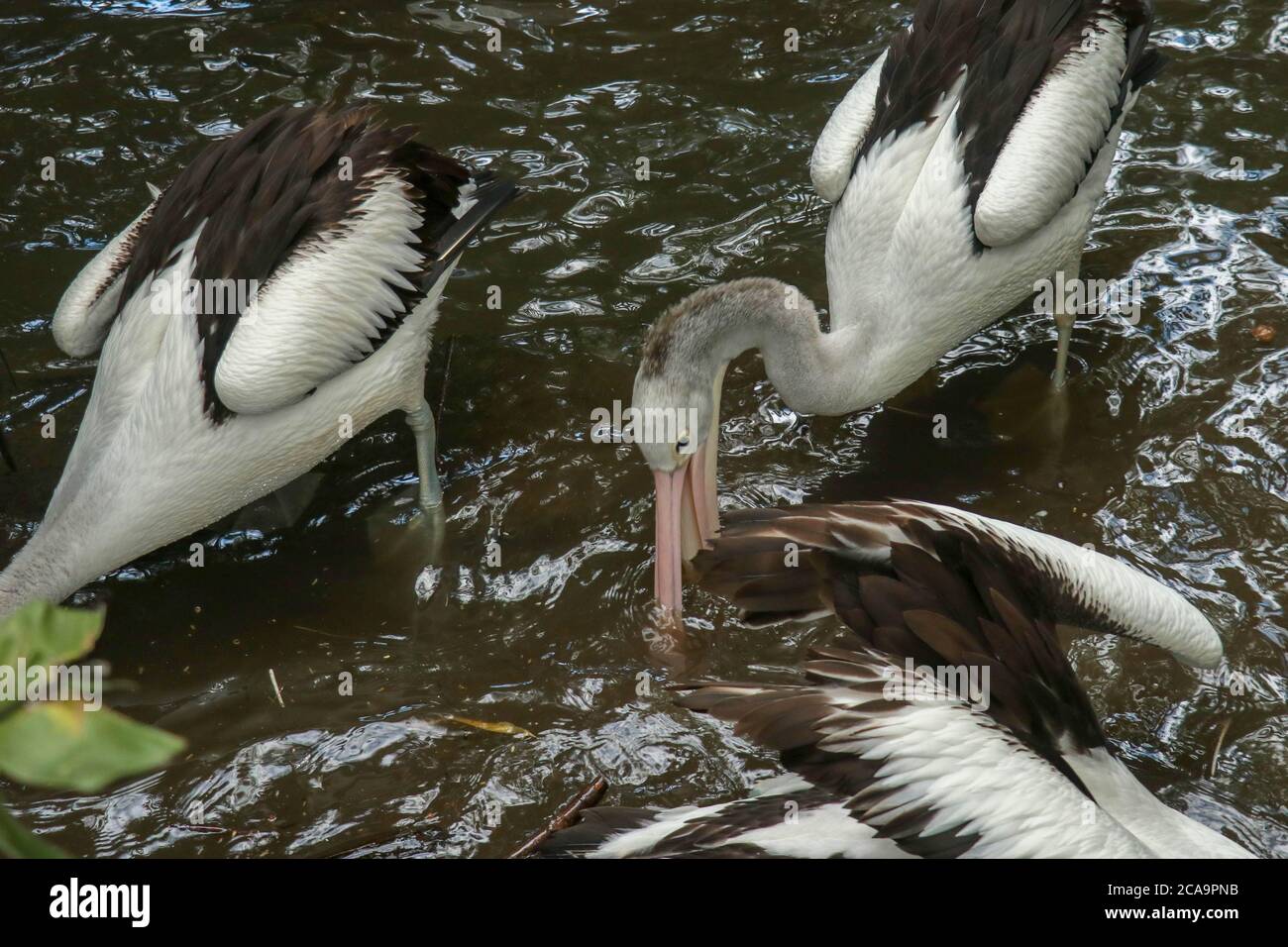 Australian Pelican Pelecanus conspicillatus swimming. The Australian