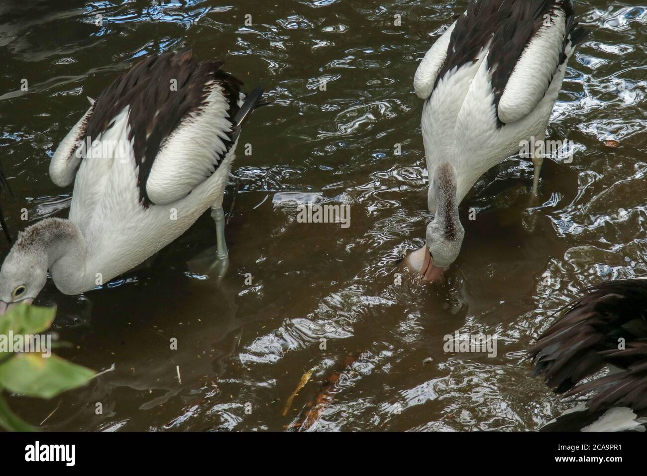 Australian Pelican Pelecanus conspicillatus swimming. The Australian