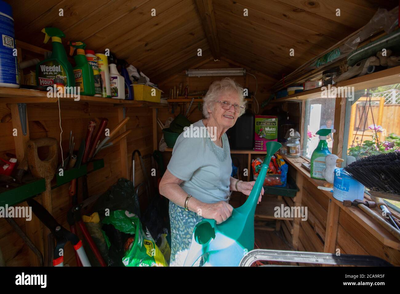 Elderly woman in her 80's carrying out gardening chores in her back residential garden, England, United Kingdom Stock Photo
