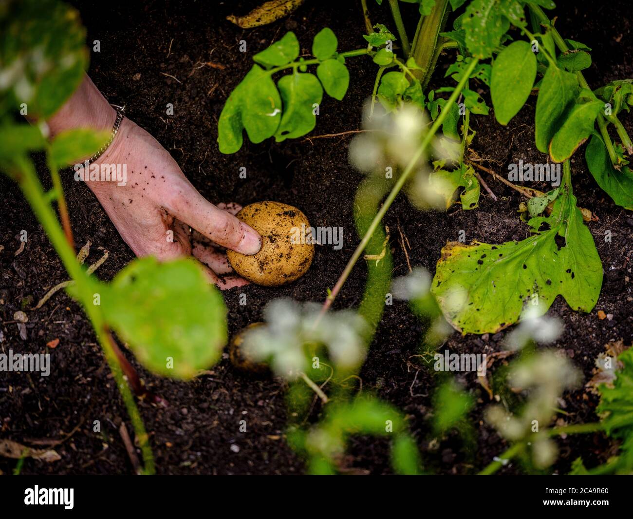 Close-up of a woman's hands harvesting homegrown potatoes in the sunshine. Stock Photo
