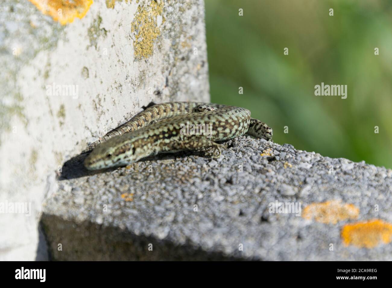 Lizard and green nature in Zumaia Basque Country Spain, together with the Flysch of the area. Stock Photo