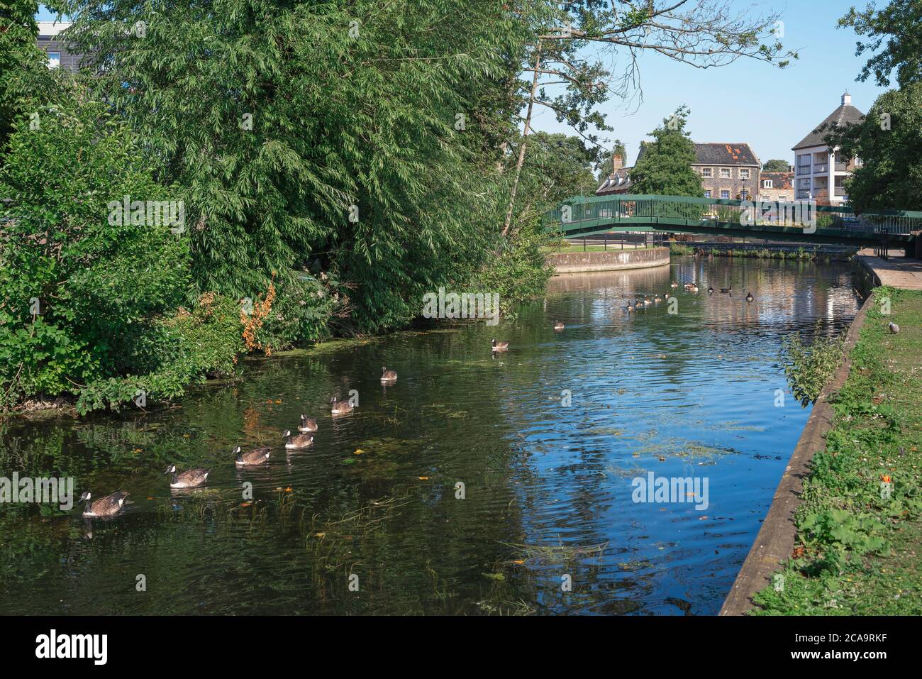 Thetford river, view in summer of ducks on the Little Ouse River in the